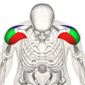 Shoulder exercises for the elderly