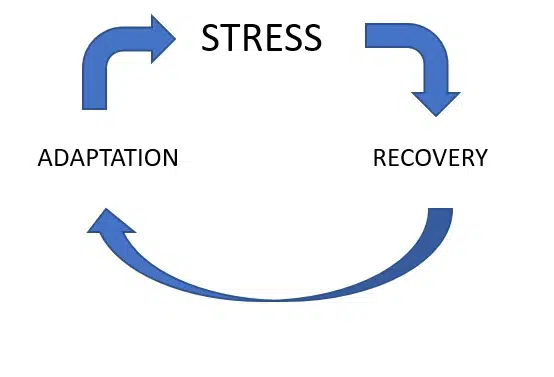 Stress recovery adaptation cycle